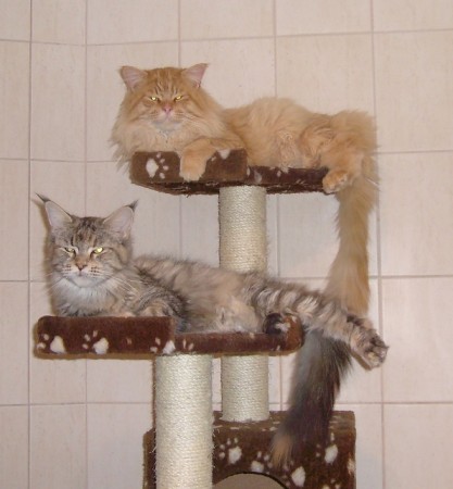 siesta